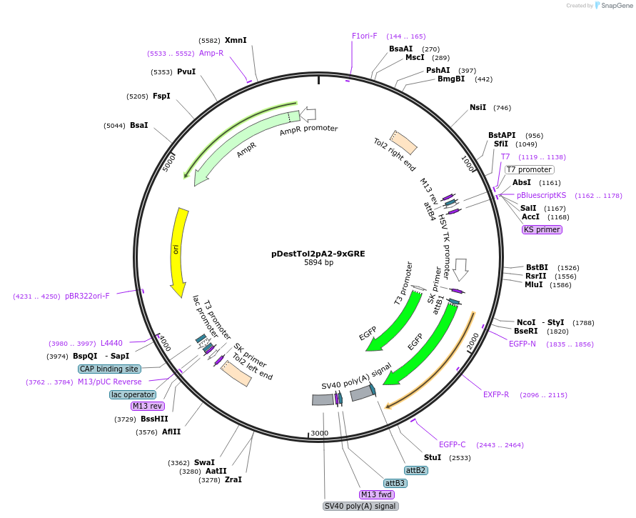 74736-plasmid-map-sequence-id-141736
