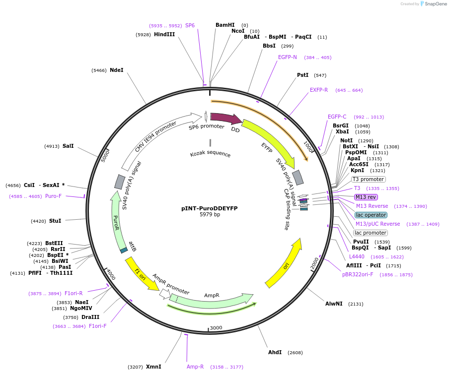 31442-plasmid-map-sequence-id-14176