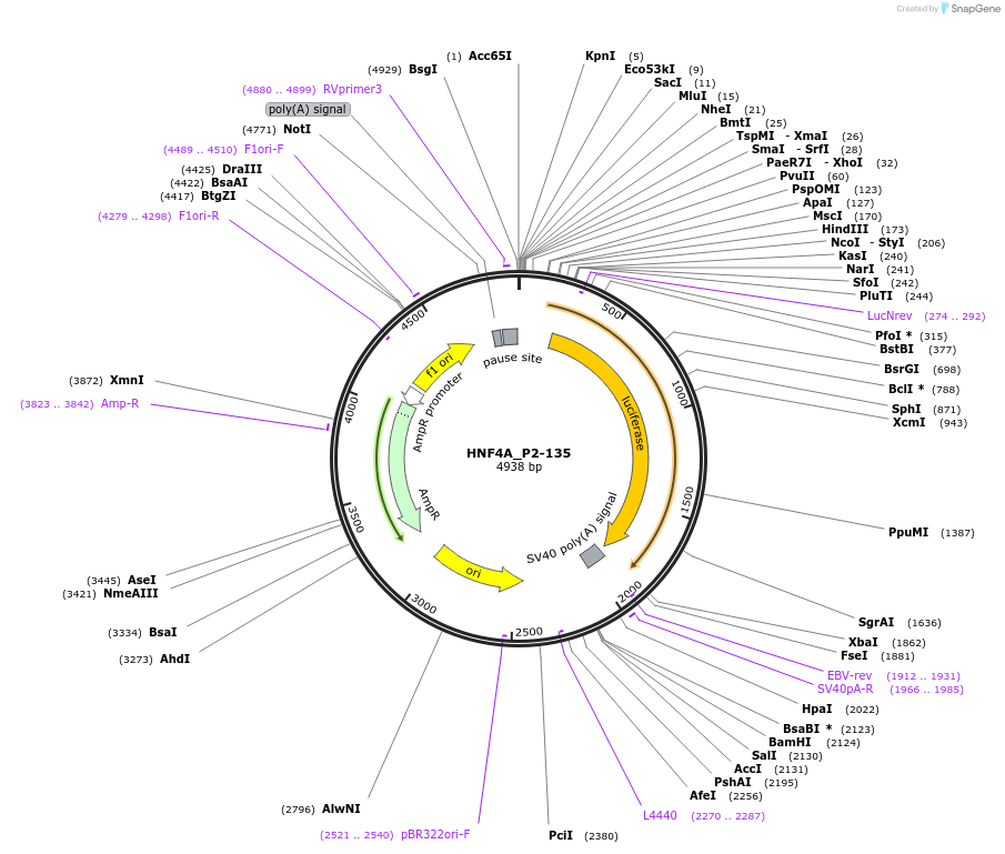 31067-plasmid-map-sequence-id-14177