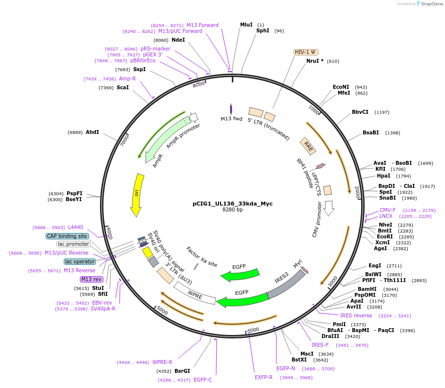 74957-plasmid-map-sequence-id-141779