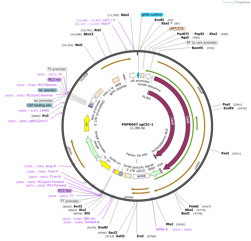 74953-plasmid-map-sequence-id-141790