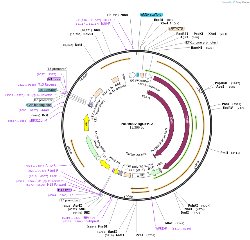 74961-plasmid-map-sequence-id-141796