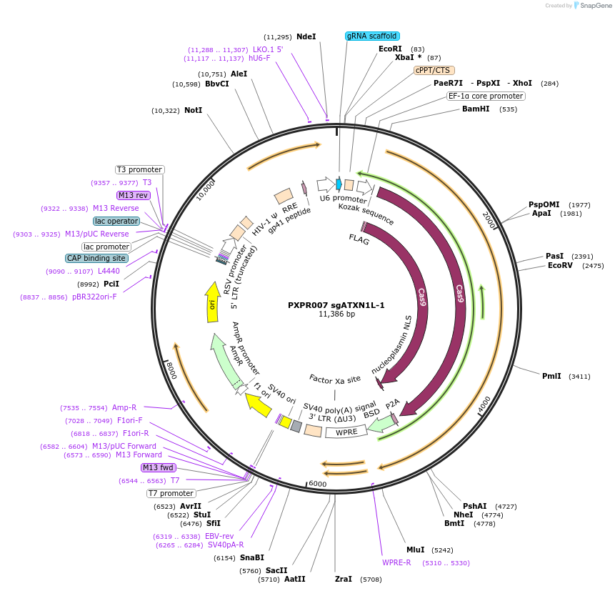 74962-plasmid-map-sequence-id-141797