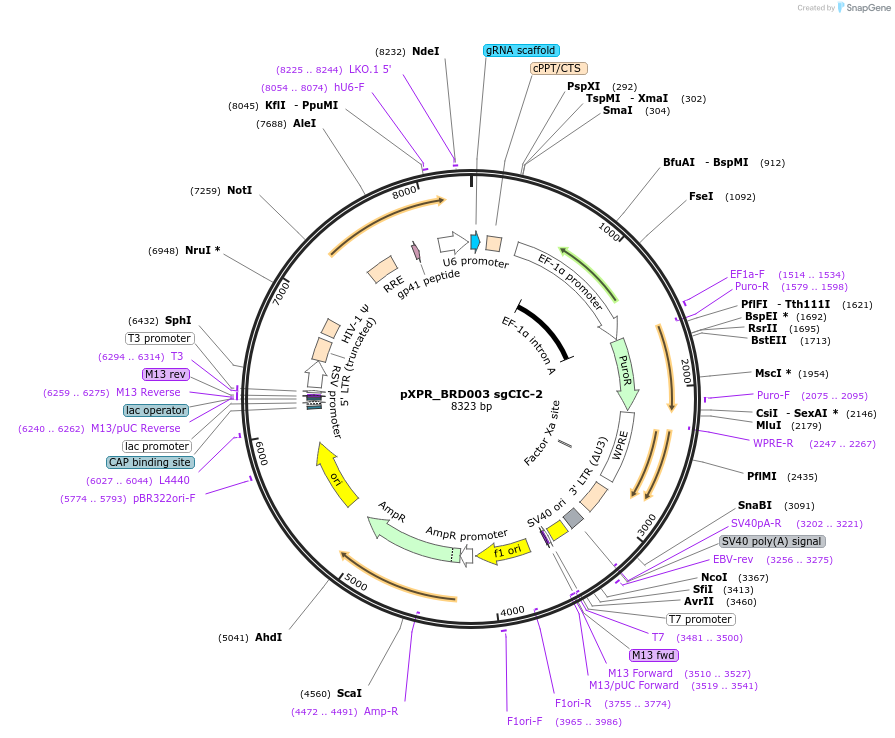 74967-plasmid-map-sequence-id-141812