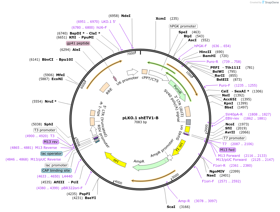 74974-plasmid-map-sequence-id-141826