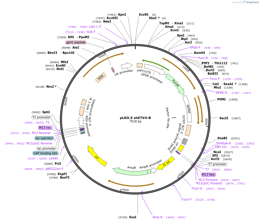 74976-plasmid-map-sequence-id-141829