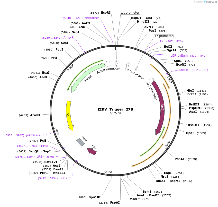 75008-plasmid-map-sequence-id-141856
