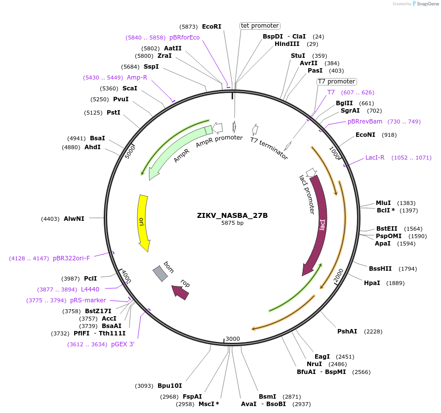 75010-plasmid-map-sequence-id-141858