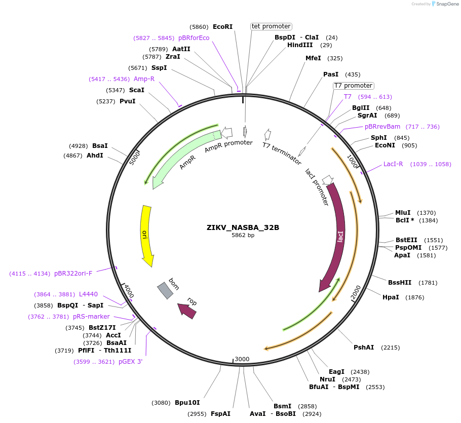 75011-plasmid-map-sequence-id-141859