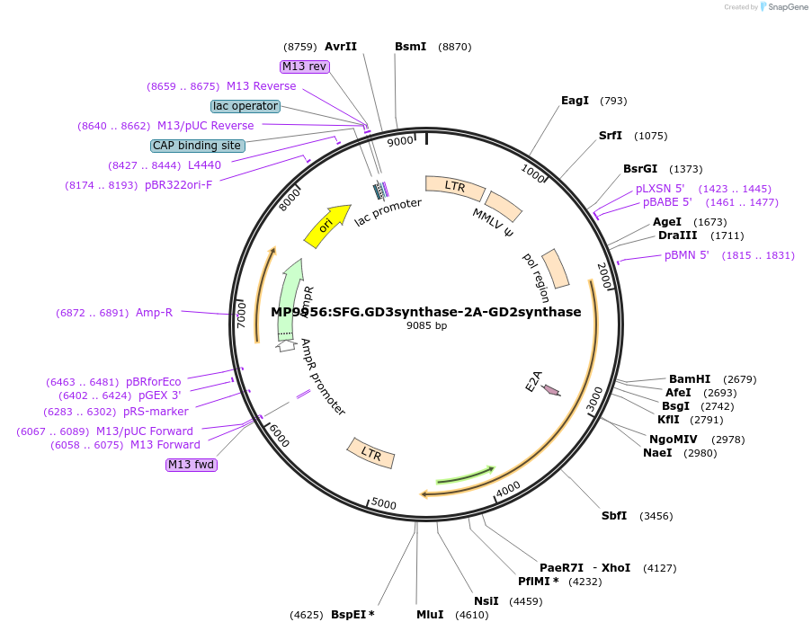 75013-plasmid-map-sequence-id-141876
