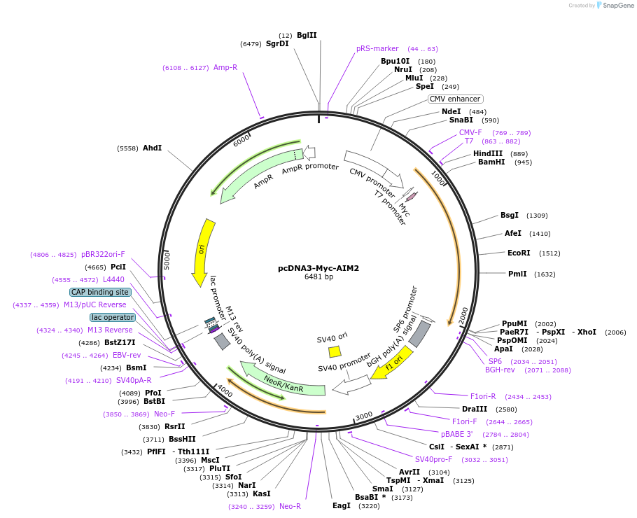 73958-plasmid-map-sequence-id-141907