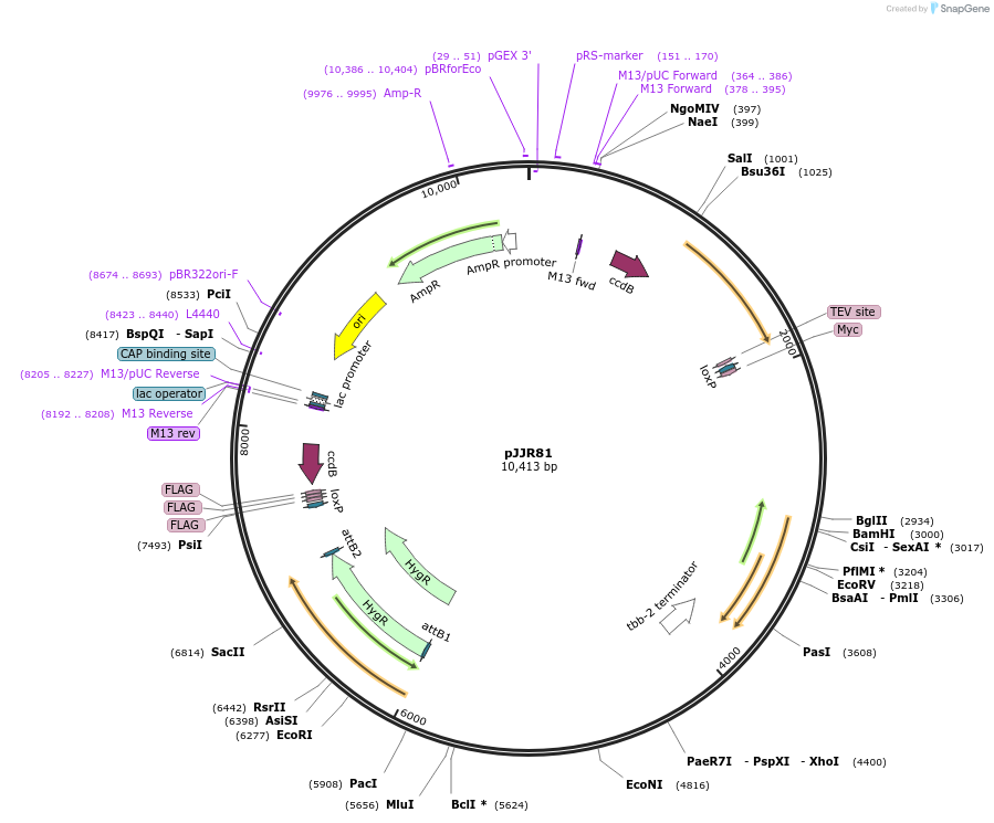 75029-plasmid-map-sequence-id-141917