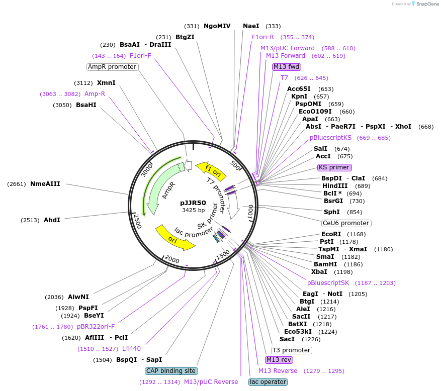 75026-plasmid-map-sequence-id-141921