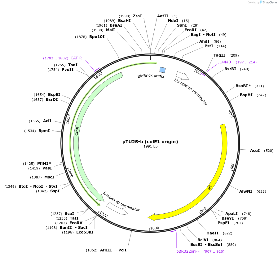 74092-plasmid-map-sequence-id-141928