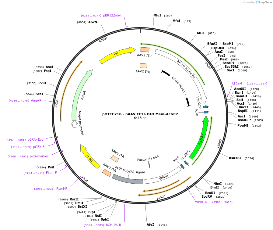 75081-plasmid-map-sequence-id-141981