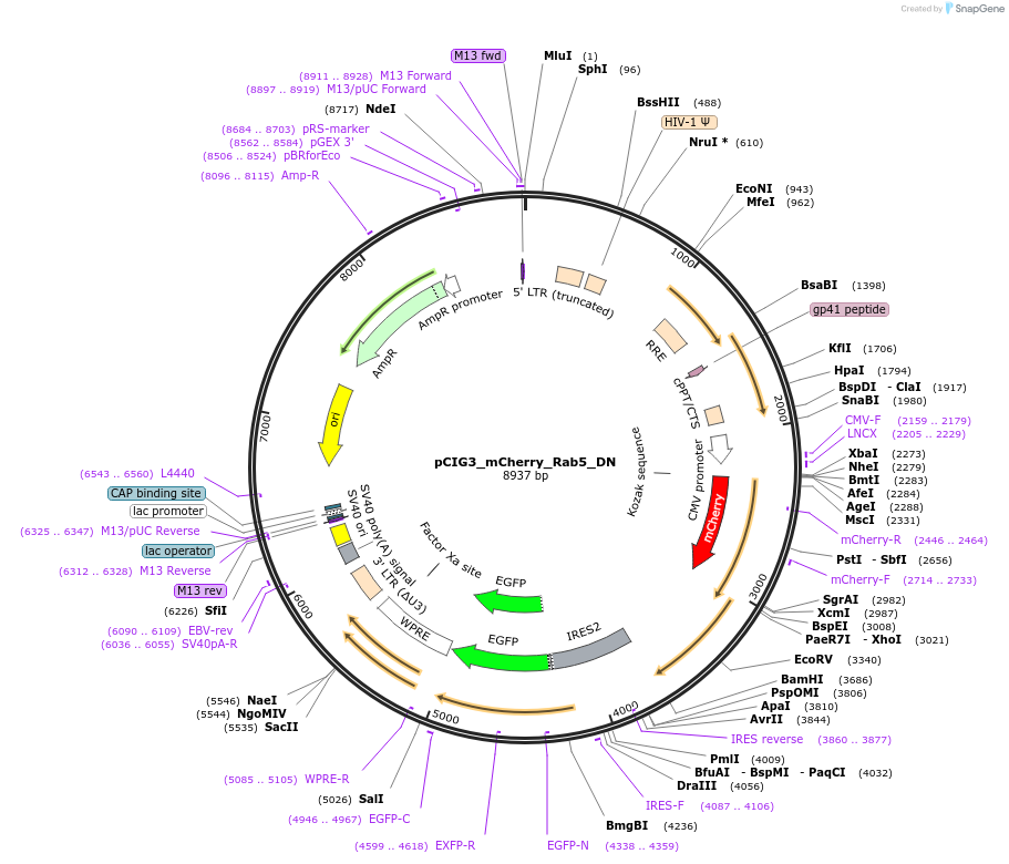 75111-plasmid-map-sequence-id-142031
