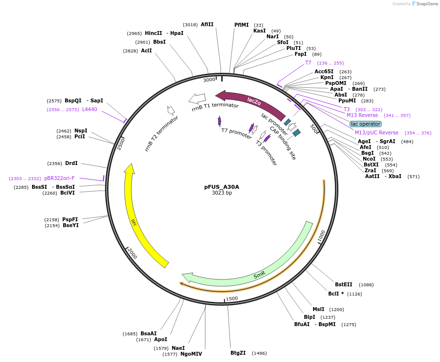 31029-plasmid-map-sequence-id-14205