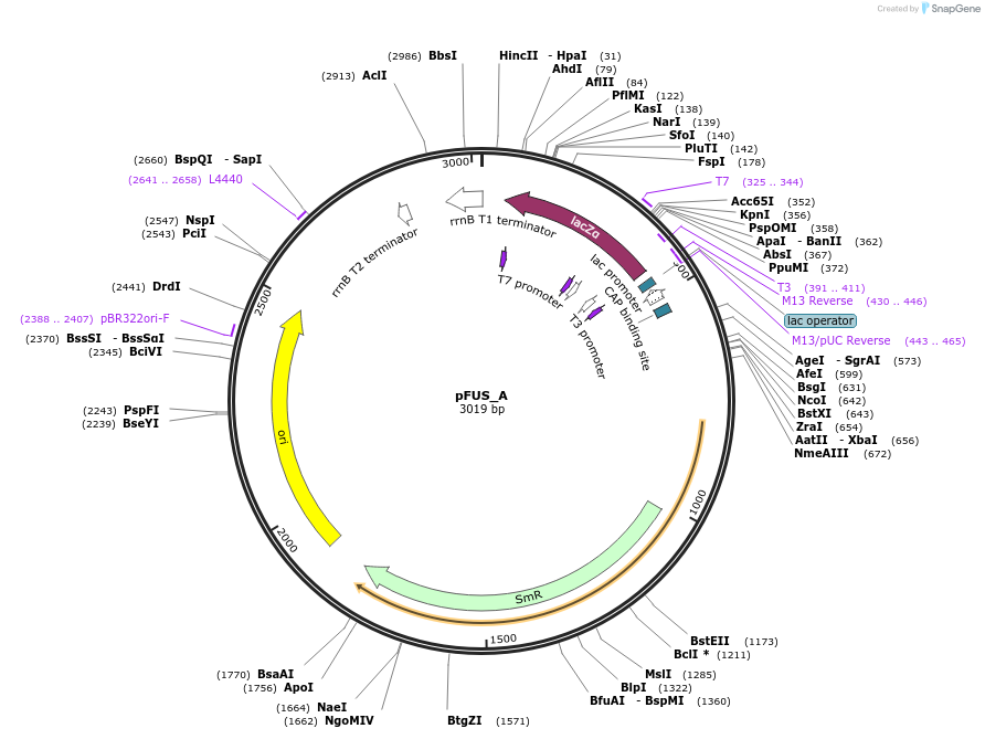 31028-plasmid-map-sequence-id-14206