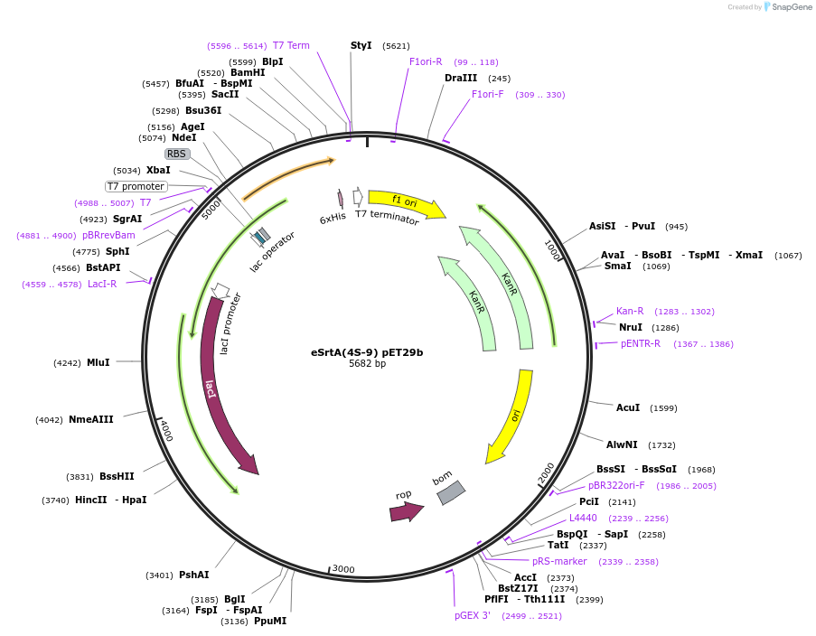 75146-plasmid-map-sequence-id-142065