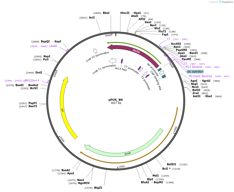 31026-plasmid-map-sequence-id-14208