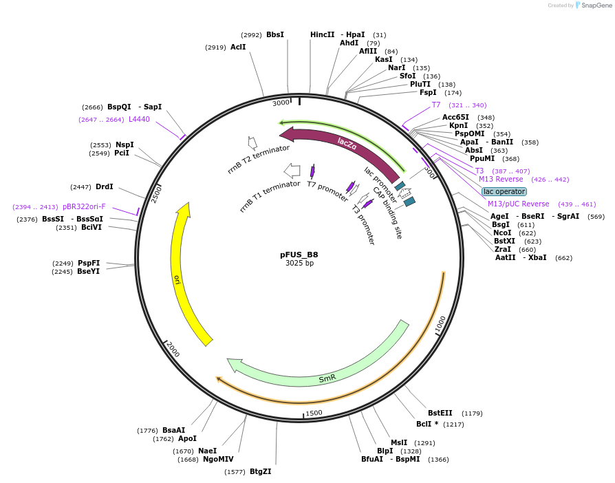 31025-plasmid-map-sequence-id-14209