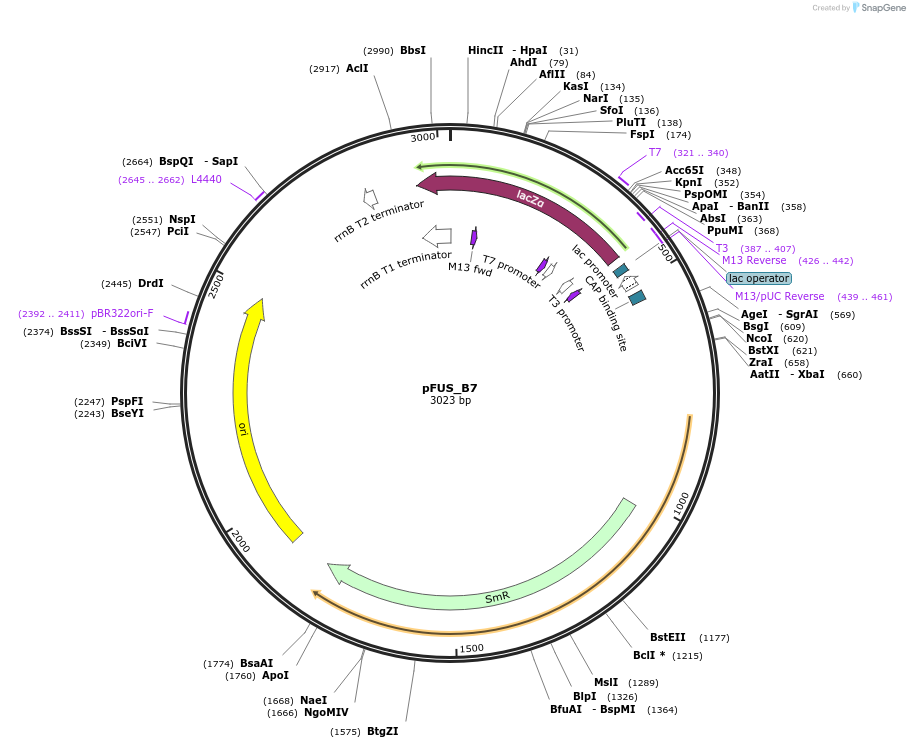 31024-plasmid-map-sequence-id-14210