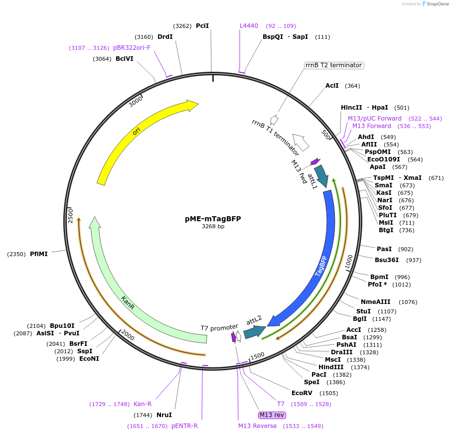 75148-plasmid-map-sequence-id-142102