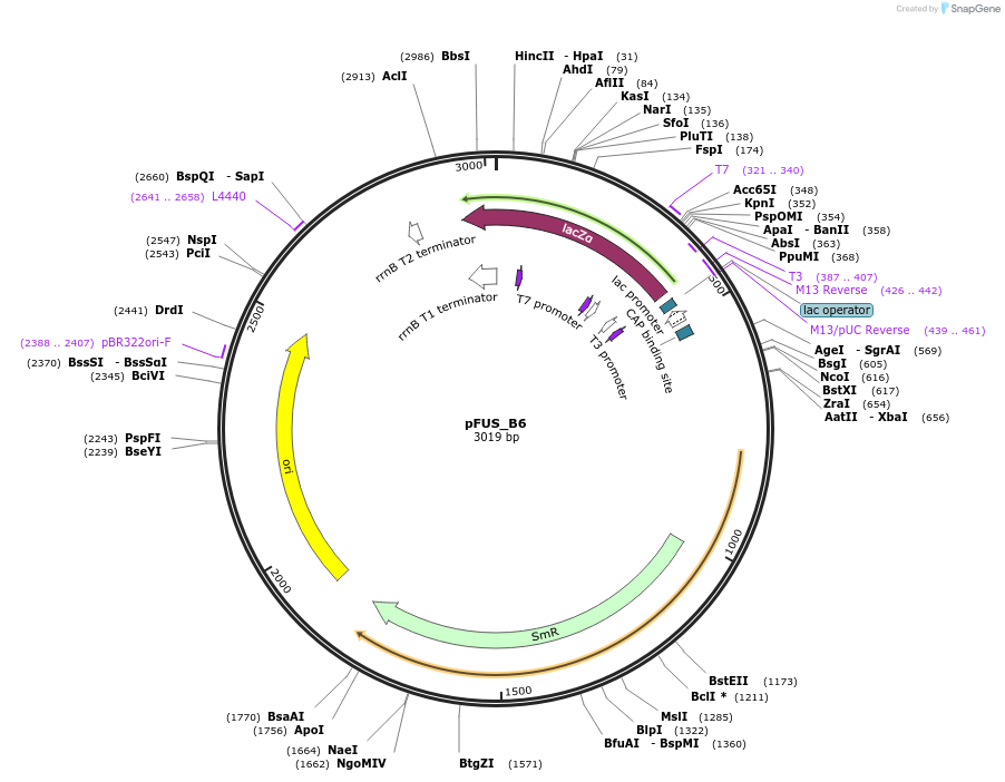31023-plasmid-map-sequence-id-14211