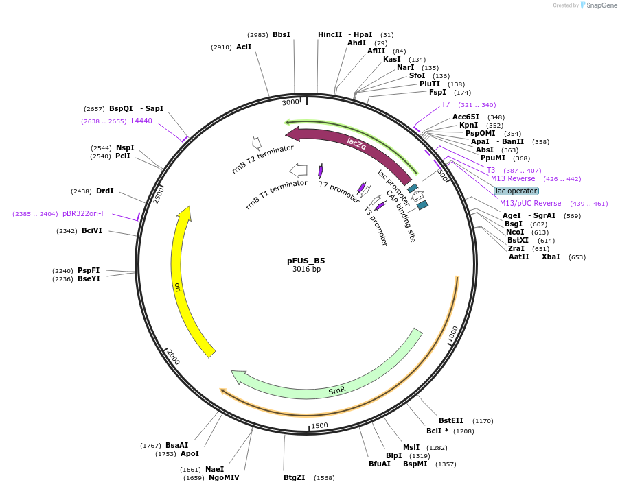 31022-plasmid-map-sequence-id-14212