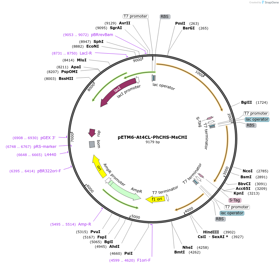 73392-plasmid-map-sequence-id-142121