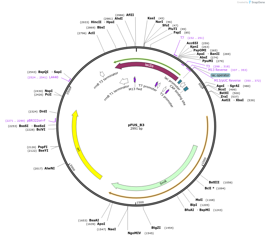 31020-plasmid-map-sequence-id-14214