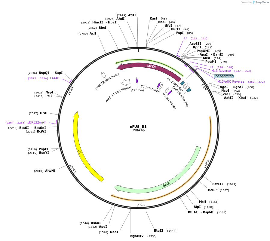 31018-plasmid-map-sequence-id-14216