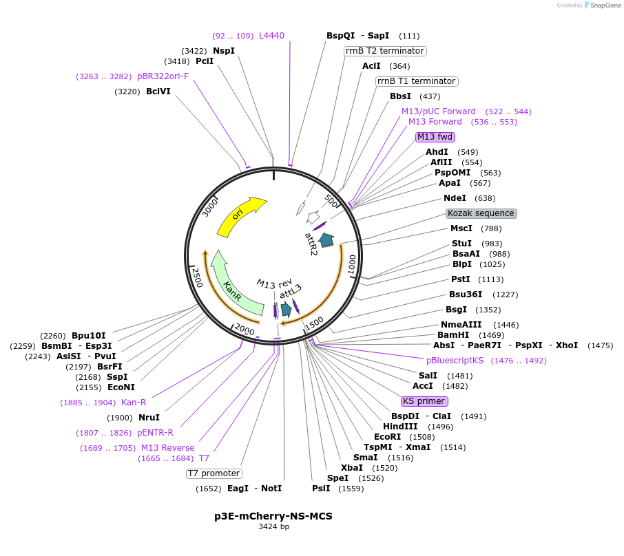 75179-plasmid-map-sequence-id-142186