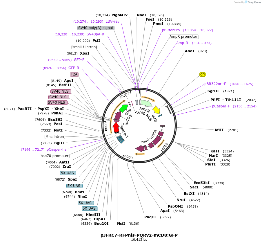 73974-plasmid-map-sequence-id-142229