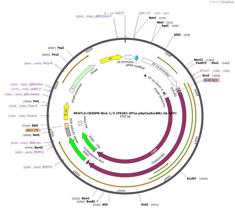 75234-plasmid-map-sequence-id-142276