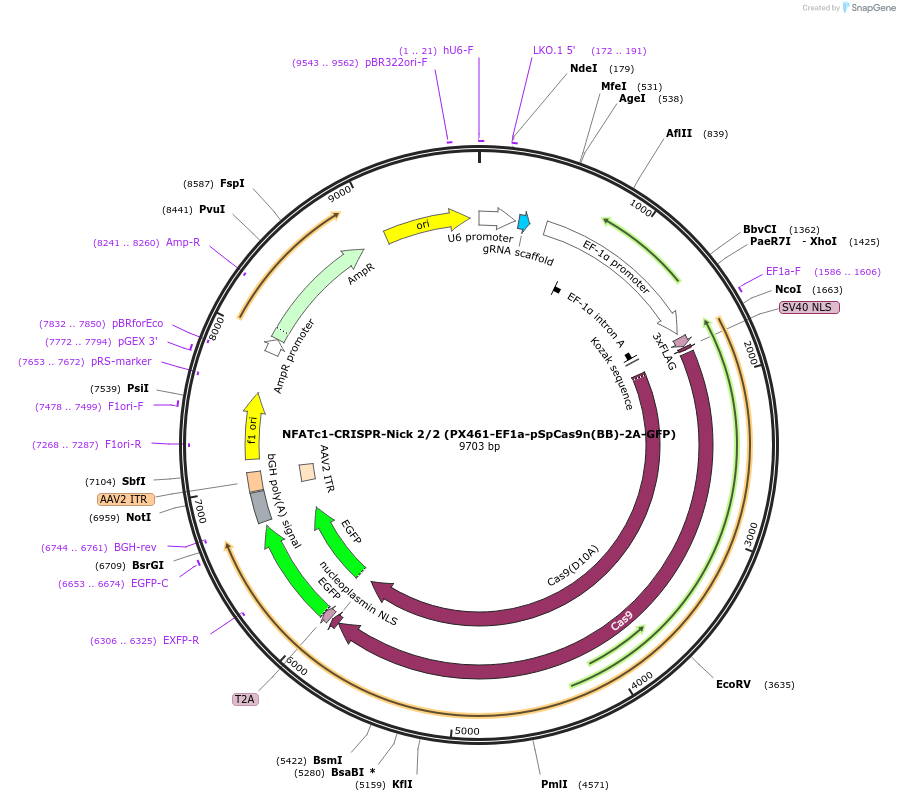 75239-plasmid-map-sequence-id-142281
