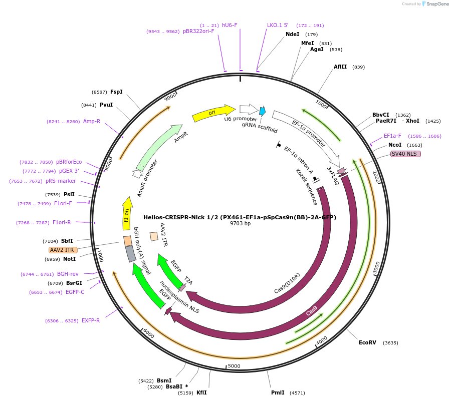 75246-plasmid-map-sequence-id-142288