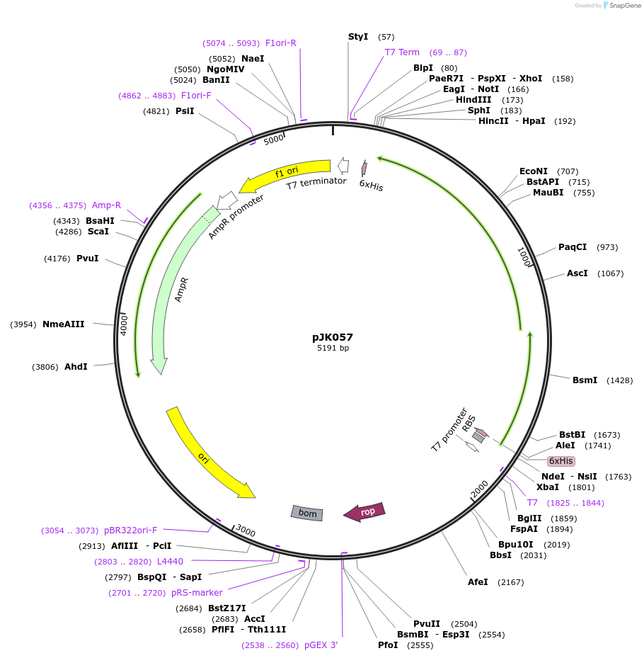 75036-plasmid-map-sequence-id-142299