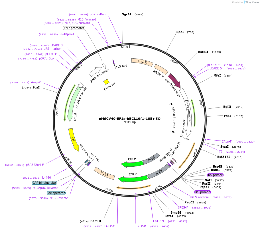 75258-plasmid-map-sequence-id-142315
