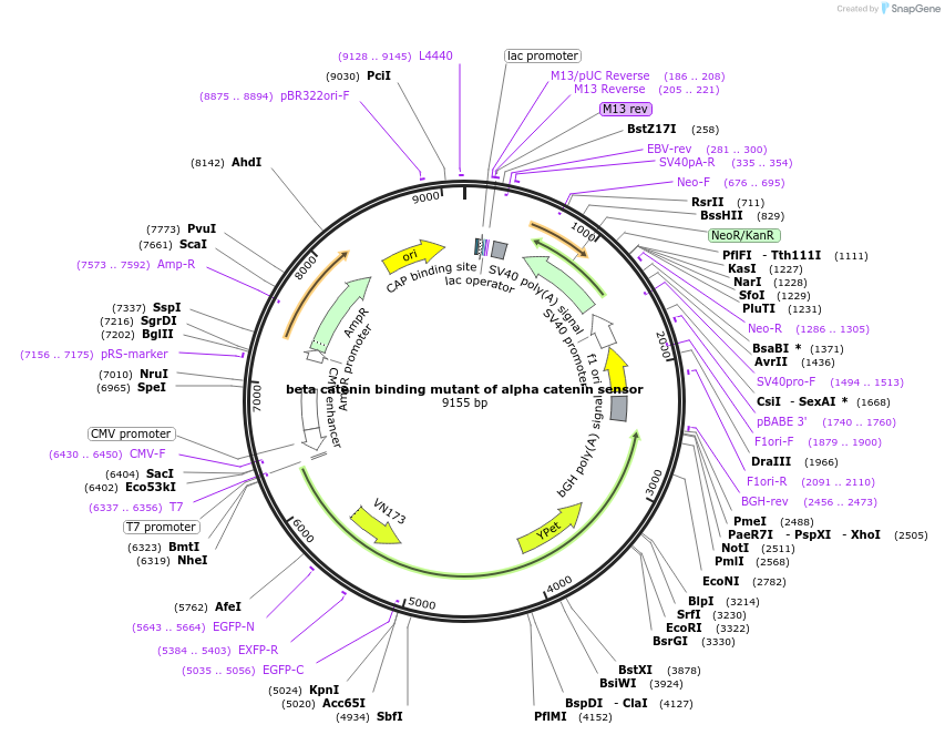 71711-plasmid-map-sequence-id-142367