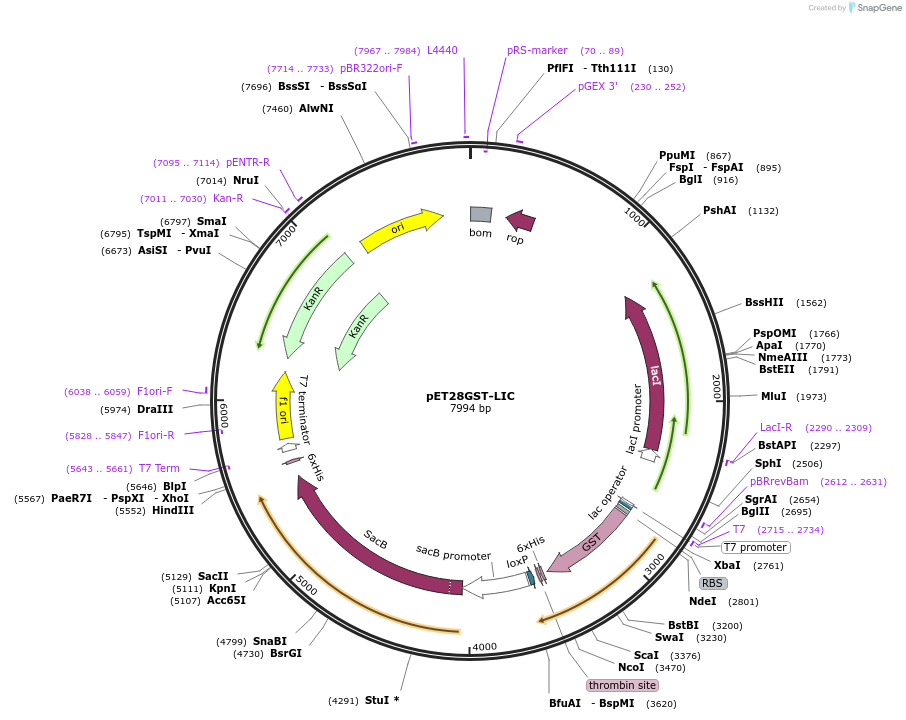26101-plasmid-map-sequence-id-142370