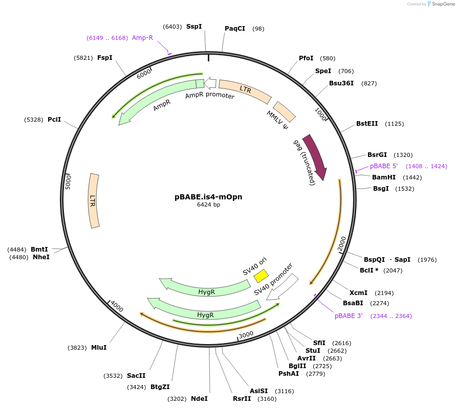 74410-plasmid-map-sequence-id-142377