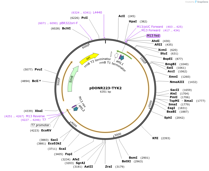 23908-plasmid-map-sequence-id-142383
