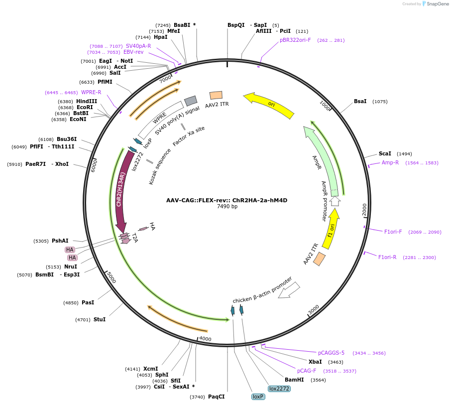 52521-plasmid-map-sequence-id-142391
