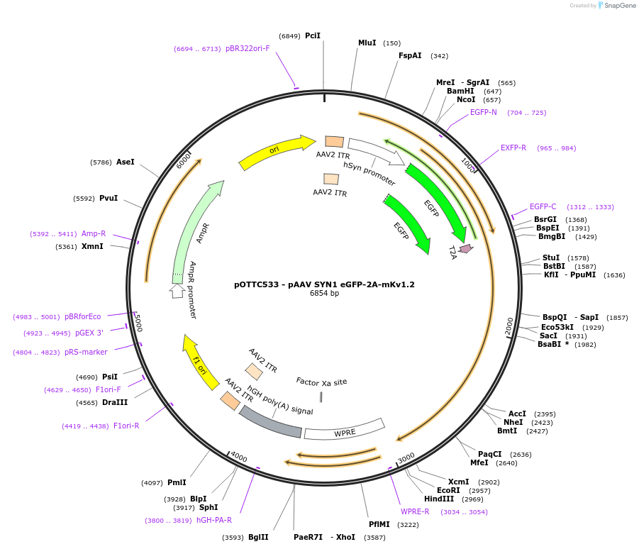 75295-plasmid-map-sequence-id-142411