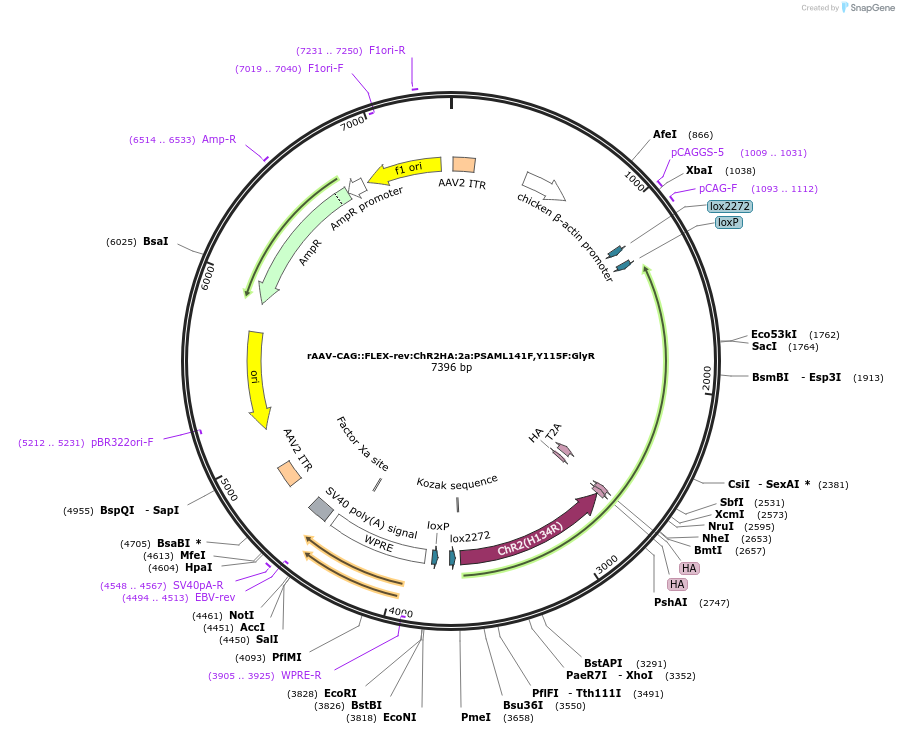 32483-plasmid-map-sequence-id-142412