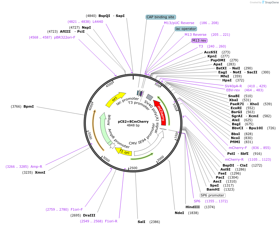 34935-plasmid-map-sequence-id-142449