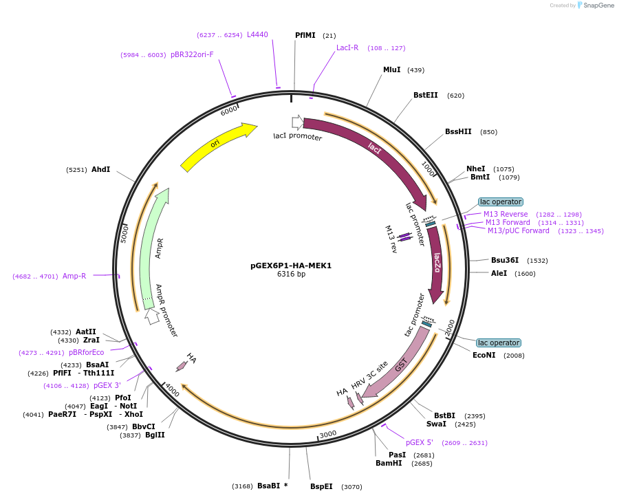 53159-plasmid-map-sequence-id-142450