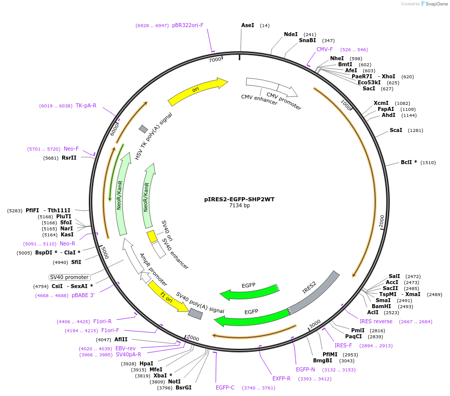 12283-plasmid-map-sequence-id-142528