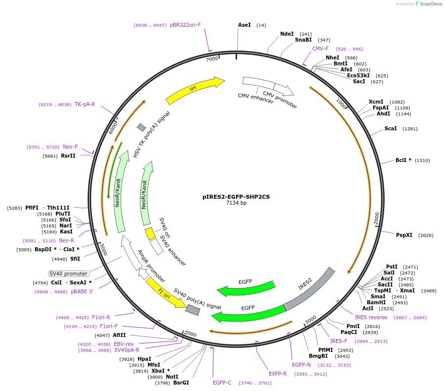 12284-plasmid-map-sequence-id-142549